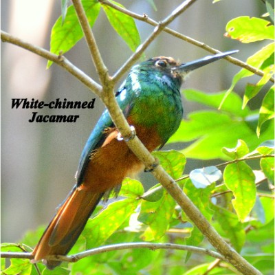 White-chinned Jacamar